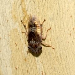 Stenocotis depressa at Kambah, ACT - 3 Mar 2023