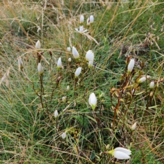 Gentianella muelleriana subsp. alpestris (Mueller's Snow-gentian) at Thredbo, NSW - 25 Apr 2023 by NathanaelC