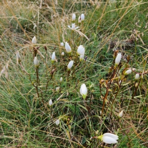 Gentianella muelleriana subsp. alpestris at Thredbo, NSW - 25 Apr 2023 04:08 PM