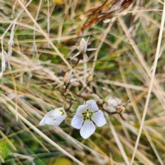 Gentianella muelleriana subsp. alpestris at Thredbo, NSW - 25 Apr 2023