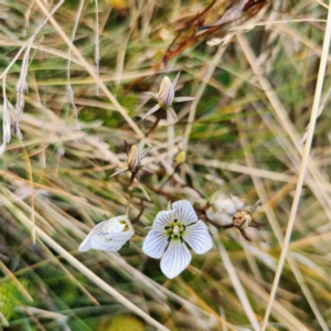 Gentianella muelleriana subsp. alpestris at Thredbo, NSW - 25 Apr 2023