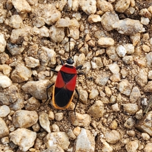 Dindymus versicolor at Thredbo, NSW - 25 Apr 2023