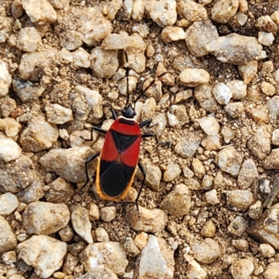 Dindymus versicolor (Harlequin Bug) at Thredbo, NSW - 25 Apr 2023 by NathanaelC