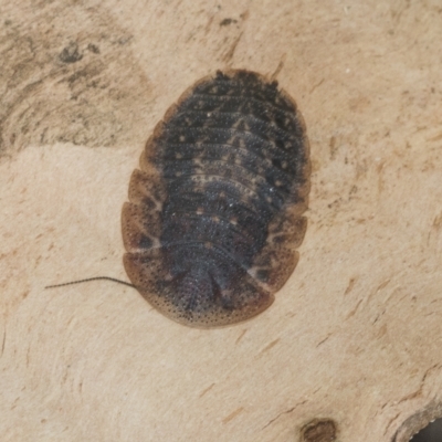 Laxta granicollis (Common bark or trilobite cockroach) at Kambah, ACT - 3 Mar 2023 by AlisonMilton