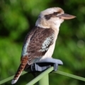 Dacelo novaeguineae at Wellington Point, QLD - 23 Apr 2023