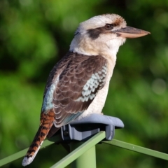 Dacelo novaeguineae (Laughing Kookaburra) at Wellington Point, QLD - 24 Apr 2023 by TimL