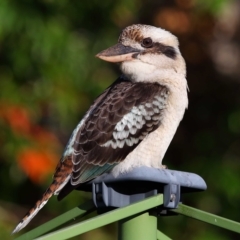 Dacelo novaeguineae at Wellington Point, QLD - suppressed
