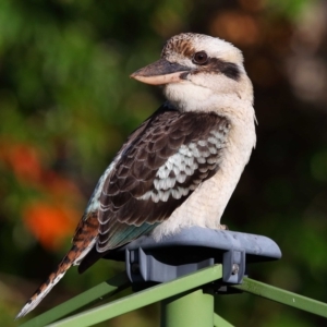 Dacelo novaeguineae at Wellington Point, QLD - 24 Apr 2023