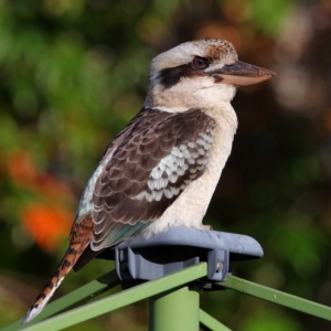 Dacelo novaeguineae at Wellington Point, QLD - 24 Apr 2023