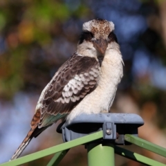 Dacelo novaeguineae at Wellington Point, QLD - suppressed