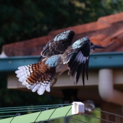 Dacelo novaeguineae at Wellington Point, QLD - suppressed