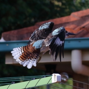 Dacelo novaeguineae at Wellington Point, QLD - suppressed