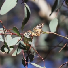 Heteronympha penelope (Shouldered Brown) at Aranda Bushland - 25 Apr 2023 by Tammy