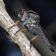 Unidentified Robber fly (Asilidae) at Capalaba, QLD - 23 Apr 2023 by TimL