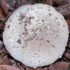 Unverified Cap on a stem; gills below cap [mushrooms or mushroom-like] at Alexandra Hills, QLD - 23 Apr 2023 by TimL