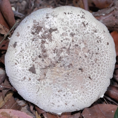 Unidentified Cap on a stem; gills below cap [mushrooms or mushroom-like] at Alexandra Hills, QLD - 23 Apr 2023 by TimL