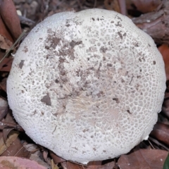 Unidentified Cap on a stem; gills below cap [mushrooms or mushroom-like] at Alexandra Hills, QLD - 23 Apr 2023 by TimL