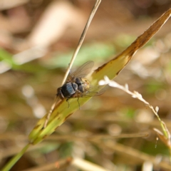 Calliphora stygia (Brown blowfly or Brown bomber) at Higgins, ACT - 25 Apr 2023 by Trevor