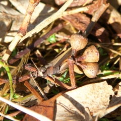 Cryptobothrus chrysophorus (Golden Bandwing) at Higgins Woodland - 25 Apr 2023 by Trevor