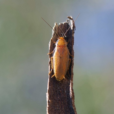 Balta spuria (A Balta Cockroach) at Higgins Woodland - 25 Apr 2023 by Trevor