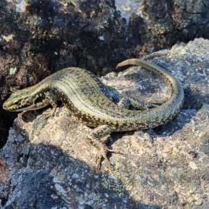 Eulamprus tympanum at Jagungal Wilderness, NSW - 11 Jan 2023 05:19 PM