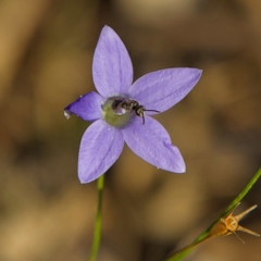 Lasioglossum (Chilalictus) sp. (genus & subgenus) (Halictid bee) at Higgins Woodland - 25 Apr 2023 by Trevor