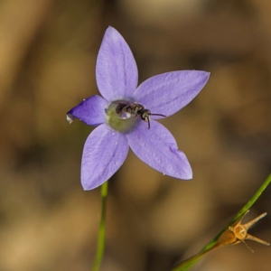 Lasioglossum (Chilalictus) sp. (genus & subgenus) at Higgins, ACT - 25 Apr 2023 03:24 PM