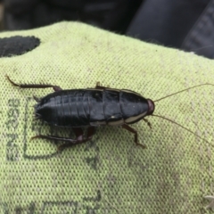 Drymaplaneta communis (Eastern Wood Runner, Common Shining Cockroach) at Illilanga & Baroona - 24 Mar 2021 by Illilanga