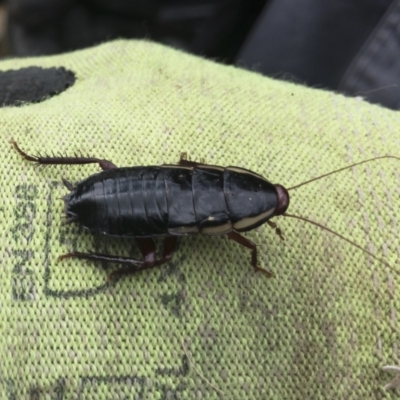 Drymaplaneta communis (Eastern Wood Runner, Common Shining Cockroach) at Michelago, NSW - 24 Mar 2021 by Illilanga