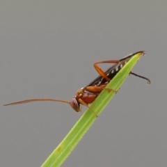 Lissopimpla excelsa (Orchid dupe wasp, Dusky-winged Ichneumonid) at Braemar, NSW - 7 Apr 2023 by Curiosity