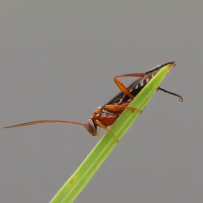 Lissopimpla excelsa (Orchid dupe wasp, Dusky-winged Ichneumonid) at Wingecarribee Local Government Area - 6 Apr 2023 by Curiosity