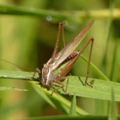 Conocephalus semivittatus (Meadow katydid) at Wingecarribee Local Government Area - 7 Apr 2023 by Curiosity