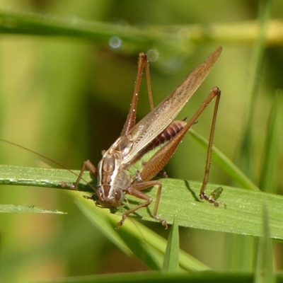 Conocephalus semivittatus (Meadow katydid) at Braemar, NSW - 7 Apr 2023 by Curiosity