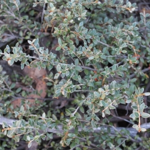 Grevillea diminuta at Cotter River, ACT - 25 Apr 2023