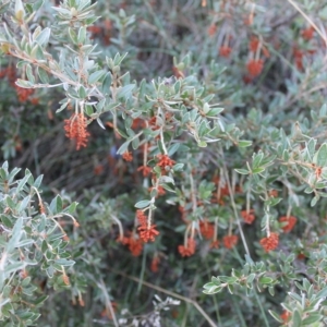 Grevillea diminuta at Cotter River, ACT - 25 Apr 2023