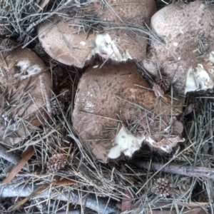 Agaricus sp. at Red Hill, ACT - 22 Apr 2023 01:19 PM