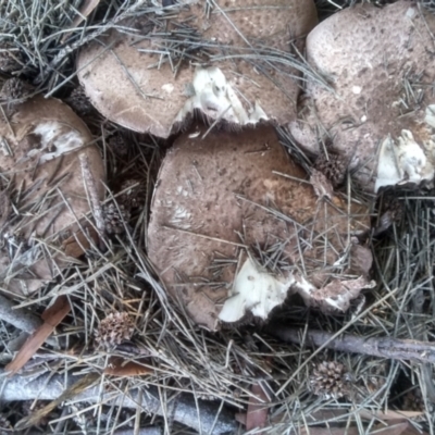 Agaricus sp. (Agaricus) at Red Hill Nature Reserve - 22 Apr 2023 by mahargiani