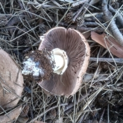 Agaricus sp. at Red Hill, ACT - 22 Apr 2023 01:19 PM