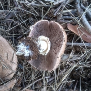 Agaricus sp. at Red Hill, ACT - 22 Apr 2023 01:19 PM