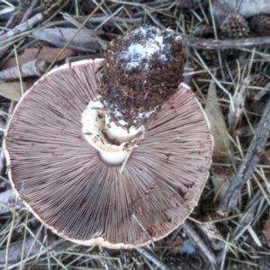 Agaricus sp. at Red Hill, ACT - 22 Apr 2023 01:19 PM