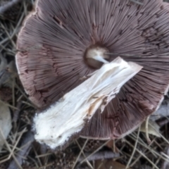 Agaricus sp. at Red Hill, ACT - 22 Apr 2023 01:19 PM