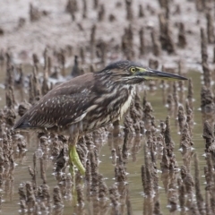 Butorides striata (Striated Heron) at Ormiston, QLD - 25 Apr 2023 by TimL