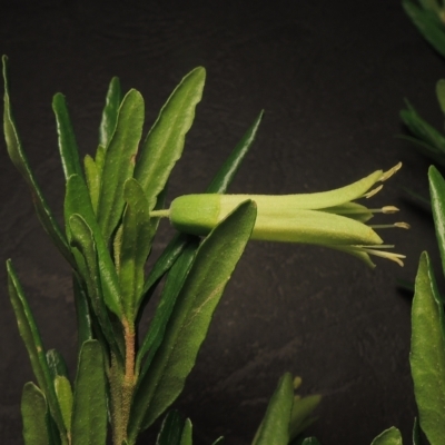 Correa glabra (Rock Correa) at Point Hut Pond - 23 Apr 2023 by michaelb