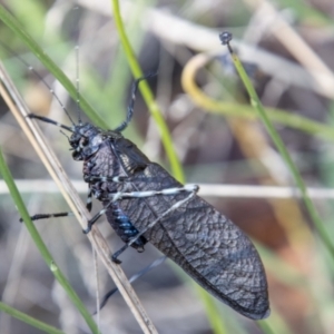 Acripeza reticulata at Cotter River, ACT - 25 Apr 2023