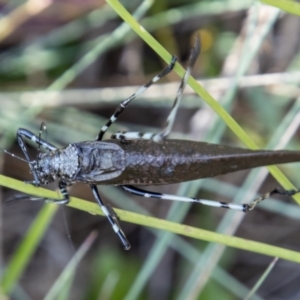 Acripeza reticulata at Cotter River, ACT - 25 Apr 2023 02:37 PM