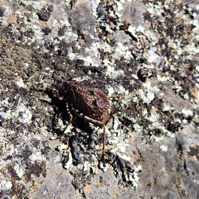 Acripeza reticulata (Mountain Katydid) at Kosciuszko National Park - 26 Apr 2023 by NathanaelC