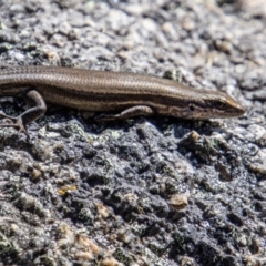 Pseudemoia entrecasteauxii (Woodland Tussock-skink) at Namadgi National Park - 25 Apr 2023 by SWishart