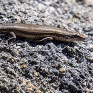 Pseudemoia entrecasteauxii at Cotter River, ACT - 25 Apr 2023