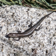 Pseudemoia entrecasteauxii (Woodland Tussock-skink) at Cotter River, ACT - 25 Apr 2023 by SWishart