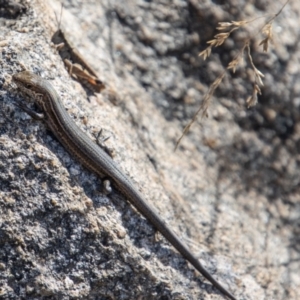 Pseudemoia entrecasteauxii at Cotter River, ACT - 25 Apr 2023